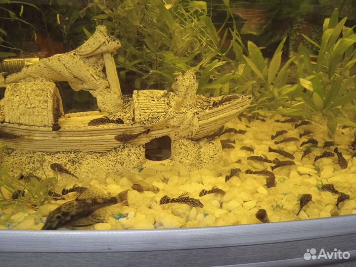 Сом анциструс