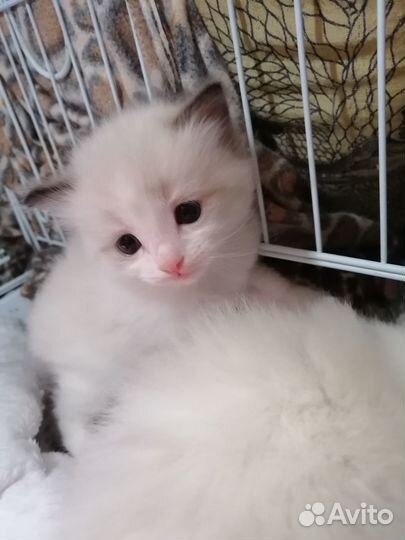 Котята рэгдолл