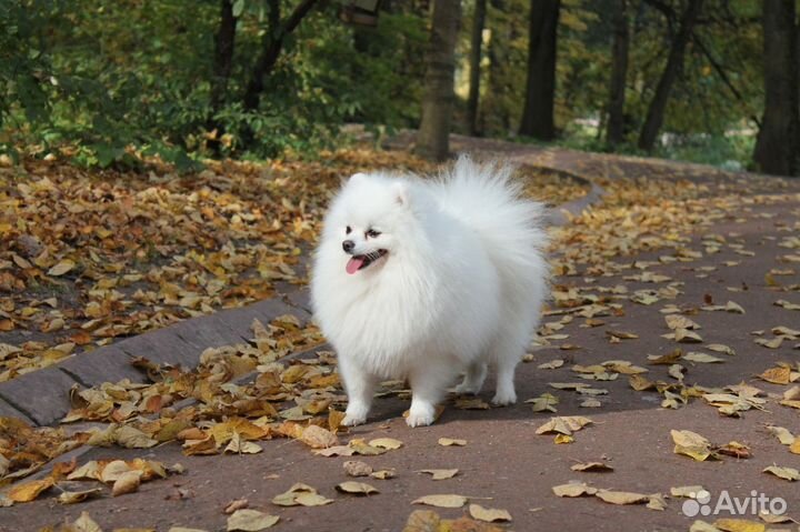 Вязка шпица