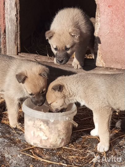 Щенки