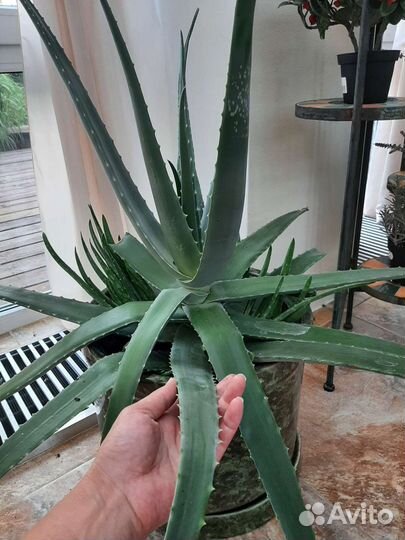 Алоэ вера детки