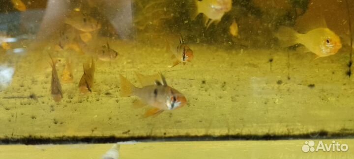 Апистограмма рамирези