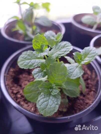 Мята сортовая