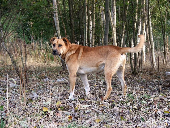 Шикарный парень Лучик