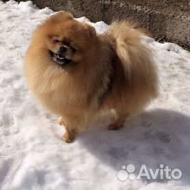 Все породы собак в Алматы: померанский шпиц