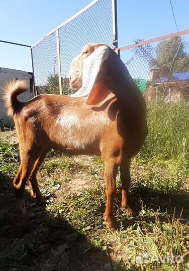 Козы, козлята, нубийские, камори