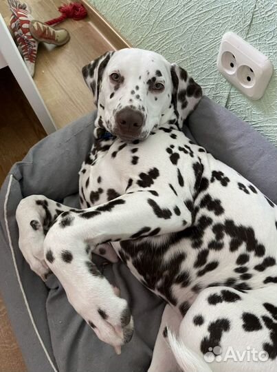 Домашняя передержка собак