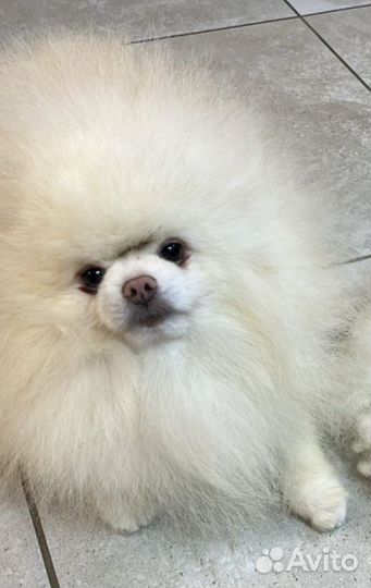 Шпиц кобель на вязку