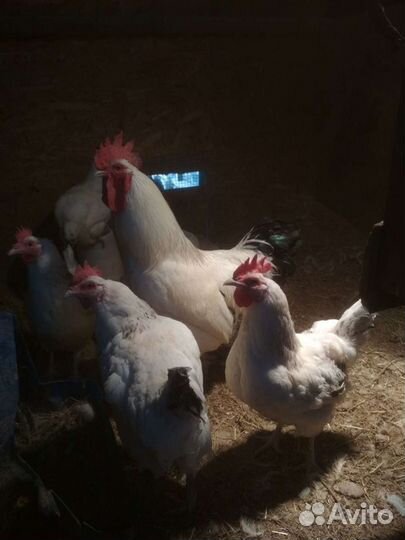 Инкубационное яйцо