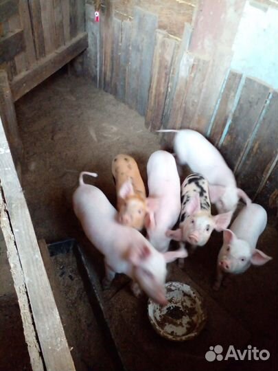 Поросята