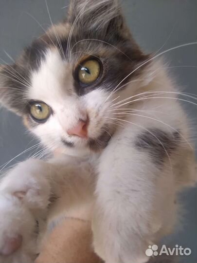 Кошка в дар бесплатно