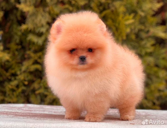 Померанский шпиц щенок мальчик