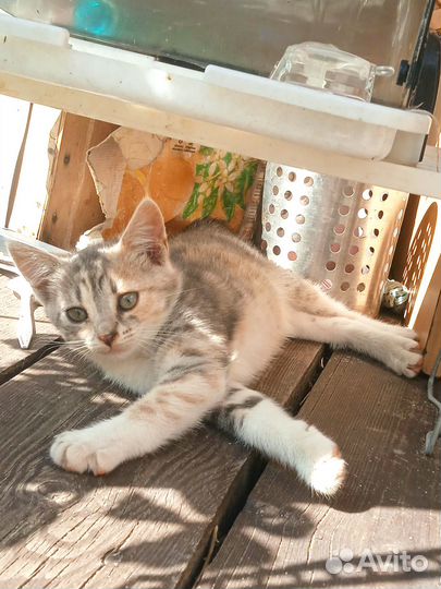 Котёнок трёхцветный, девочка