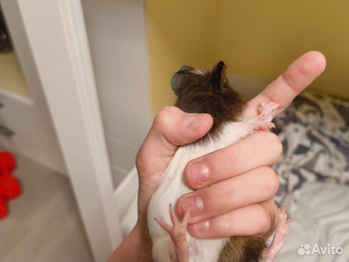 Морская свинка