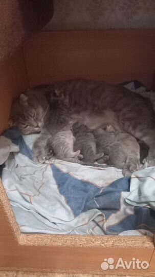 Шотландские котята