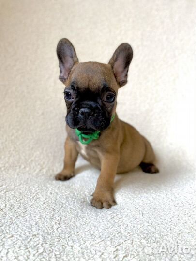 Французский бульдог щенок 2 мес мальчик