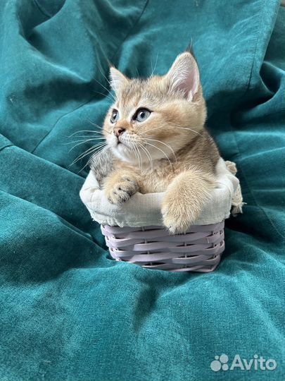 Британская золотая шиншилла ny 12