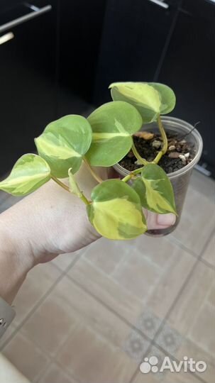 Филодендрон сканденс бразил