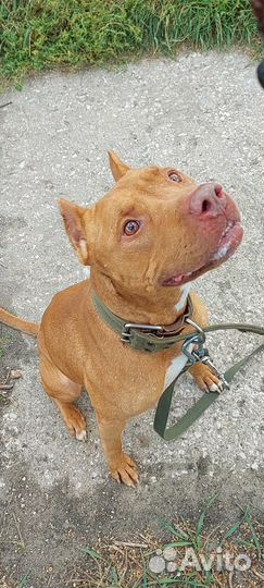 Крутой питбуль в добрые руки