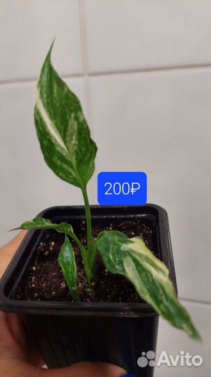 Спатифиллум Джемини