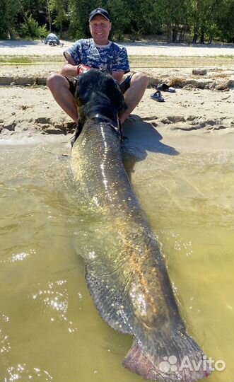Трофейная рыбалка на сомов и судаков
