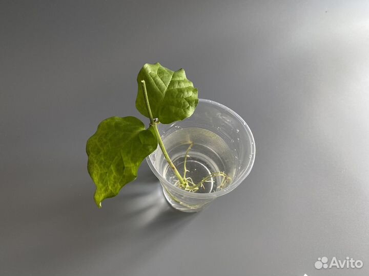 Жасмин самбак комнатный