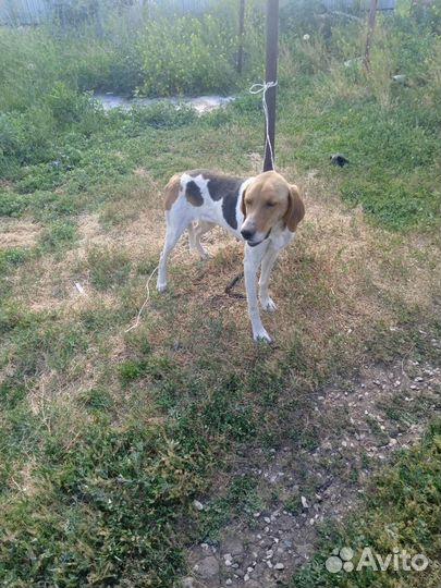 Русская пегая гончая