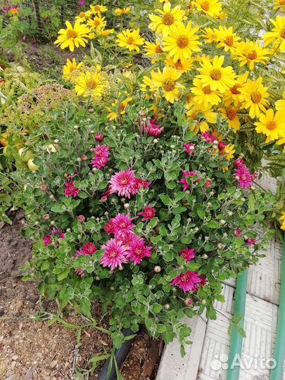 Хризантема