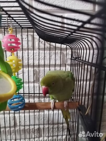 Ожереловый попугай