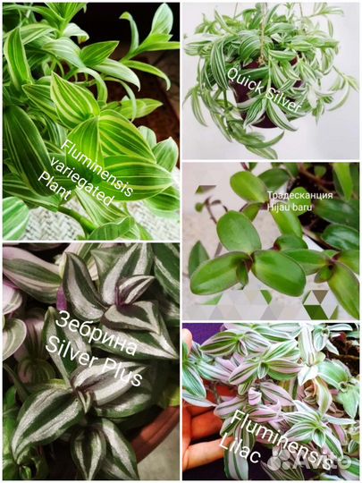 Традесканция сортовая. Каллизия