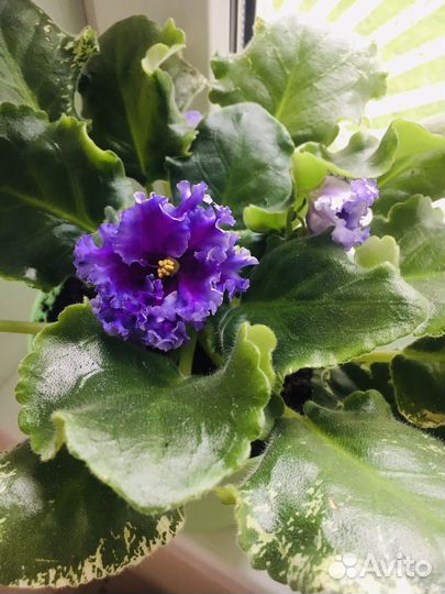 Фиалка сорт 