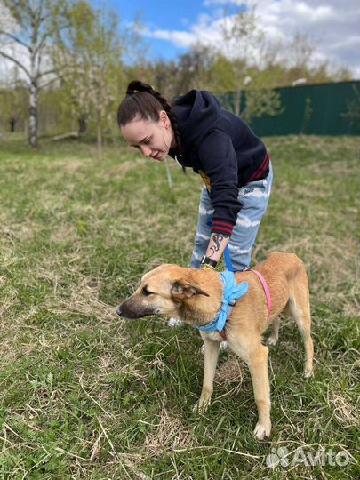 Вега из приюта
