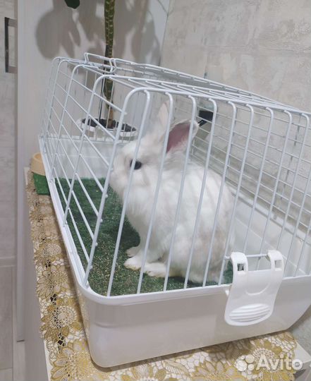 Декоративные кролики