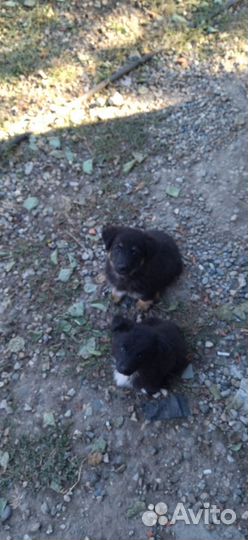 Щенки двортерьера