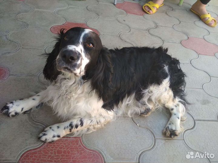 Русский спаниель