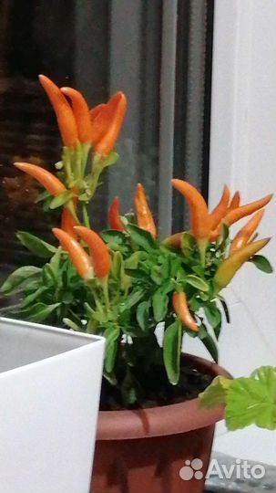 Острый перчик