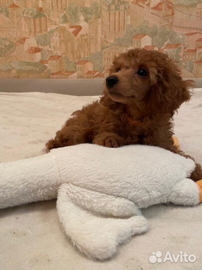 Девочка пудель РКФ