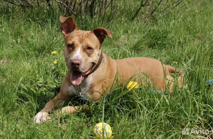 Красавица Трамбита в добрые руки