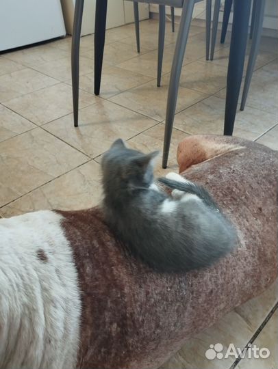 Кошки в добрые руки