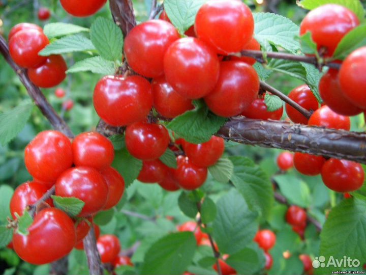Вишня Малина Крыжовник Йошта Клубника Ежевика