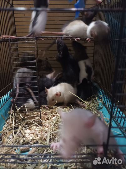 Крыса, для души и корма