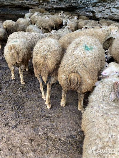 Овцы ягнята