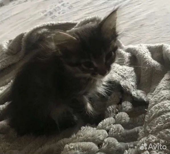 Котята