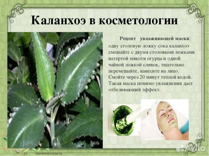 Каланхоэ лечебный