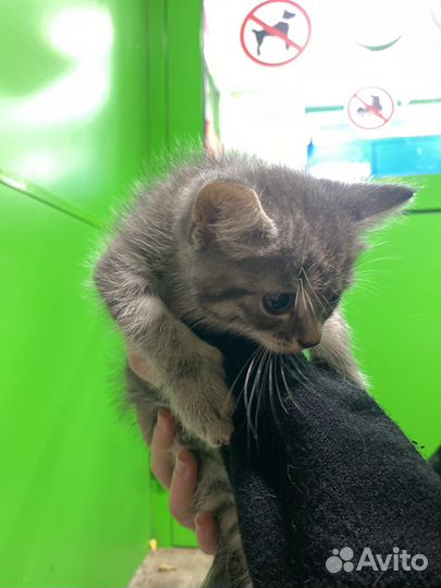 Кошка