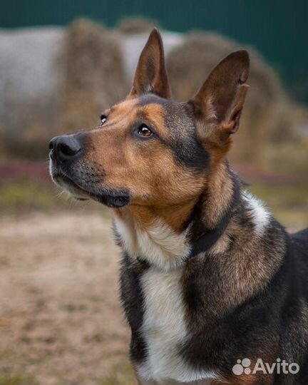 Домашний воспитанный и умный пес ищет семью