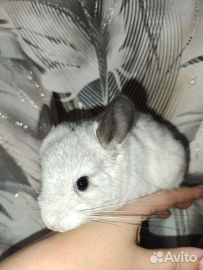 Шиншилла