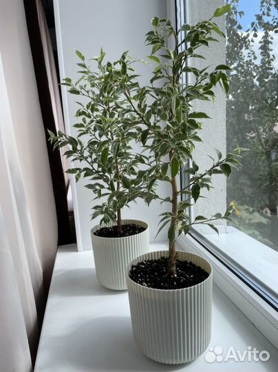 Диффенбахия, фикус, драцена, долларовое дерево