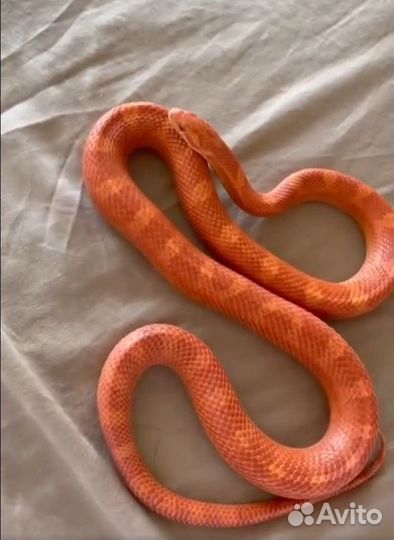 Маисовый полоз Fire (Amel Diffused)