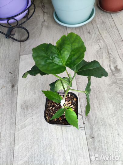 Гибискус Tahitian Queen